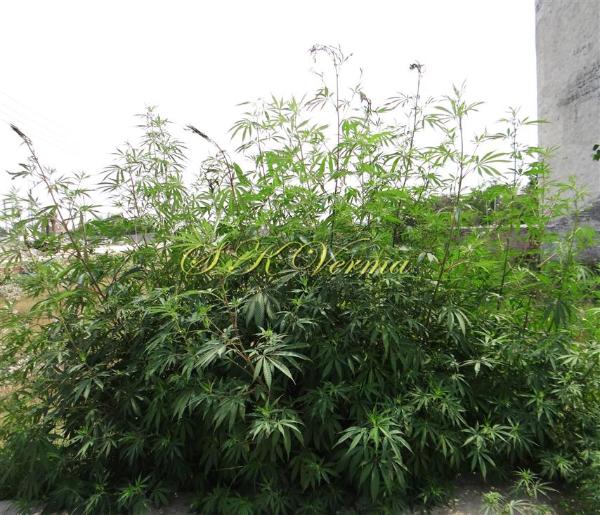  Female plant